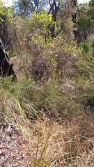 Beelia Regional Park Bibra Lake 7