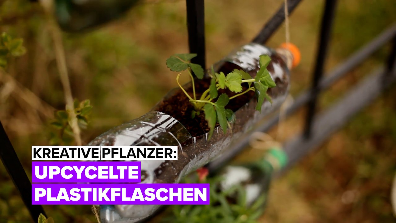 Kreative pflanzer: kunststoff recyceln