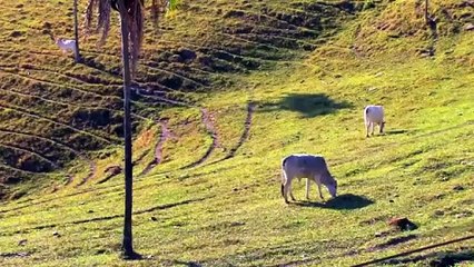 Beautiful Village Life & Landscapes Stock Footages _ Free HD Video - no copyright