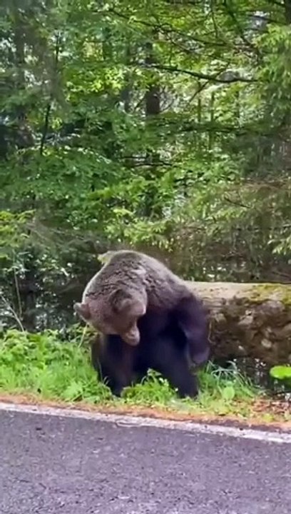 Dancing bear