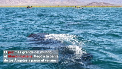 El pez más grande del mundo, el tiburón ballena, llegó a la bahía de los Ángeles a pasar el verano