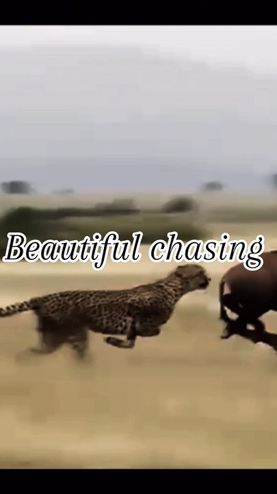 Animal chasing