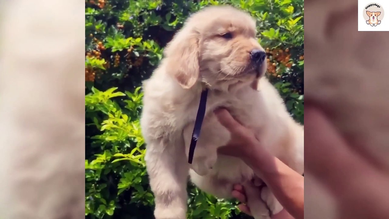 Try Not to Laugh CHALLENGE 10 Minutes of Funny Dogs