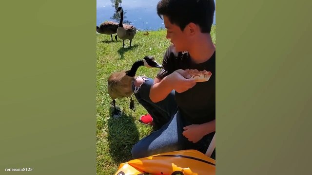 Funniest Animal Video that will Make You Laugh. Best Animals Video of 2024