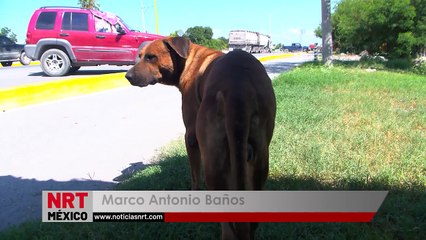 Envenenan a perros en el Ejido 8 de Enero de Frontera  _  NRT noticias