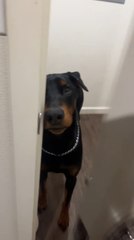 Doberman Learns to Open Door on His Own