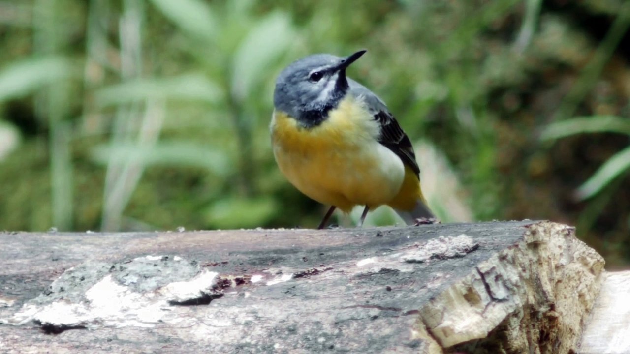 The Grey Wagtail: Close Up HD Footage (Motacilla cinerea)
