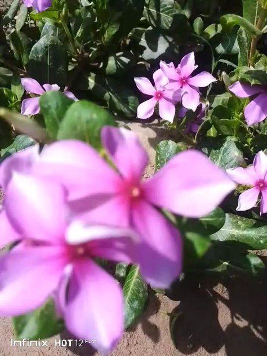 BEAUTIFUL FLOWERS 