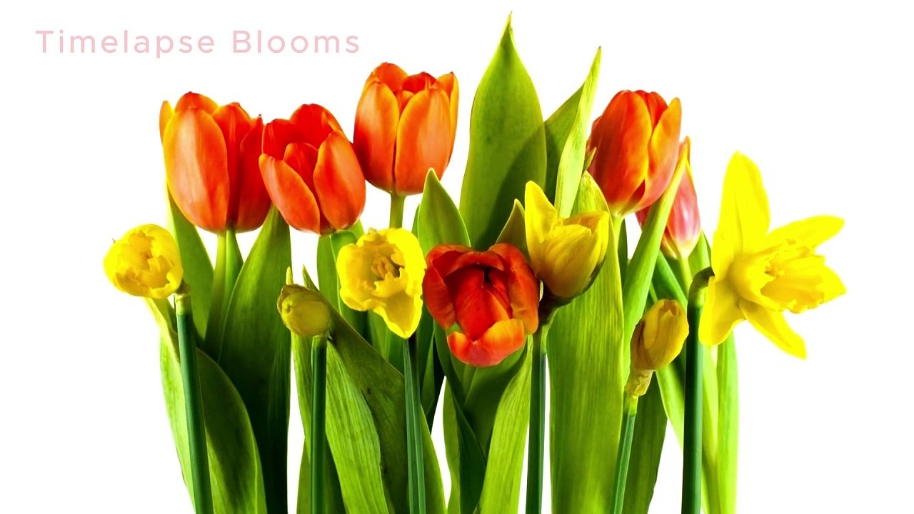 Most Beautiful Flowers in the World 2024 Blooming Flowers Timelapse Video