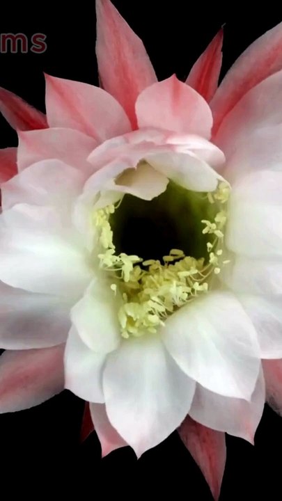 Most Beautiful Flowers in the World 2024 Blooming Flowers #shorts #flowers #timelapseblooms #1