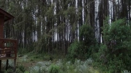 Llanto Maldito: La Película de Terror que No Querrás Perderte 😱