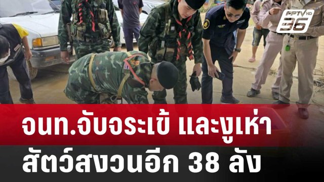 จนท.จับจระเข้ และงูเห่า สัตว์สงวนอีก 38 ลัง | เที่ยงทันข่าว | 30 ก.ค. 67