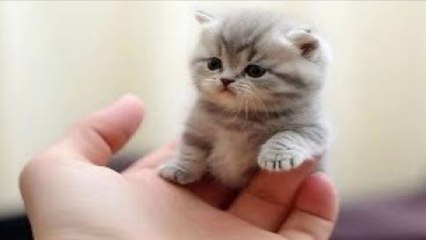 Funniest Cats And Dogs   New Cutest Animals video part -14