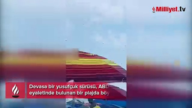 'Kıyamet' gibi! Plajda kabus, istila ettiler