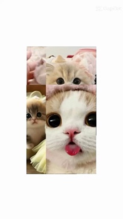 Cats lovers