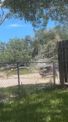 Lumberjacks Accidentally Cut Large Tree Branch Onto Parked Car