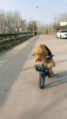 dog riding bike funny!Bicycle #funny#funnydog#informativelife