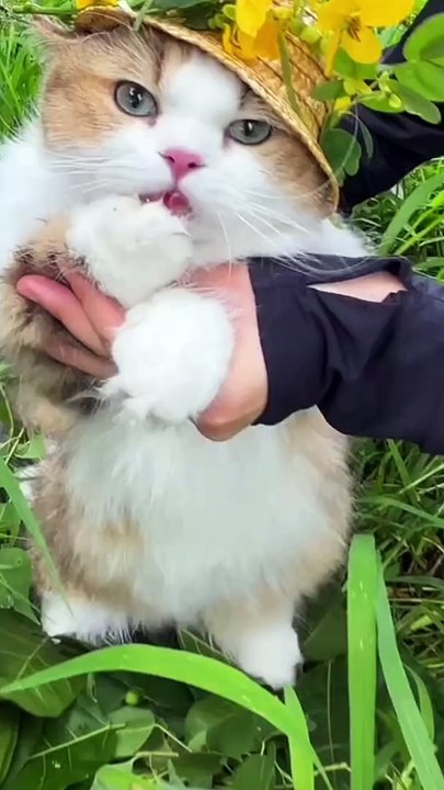 Cute cat dancing