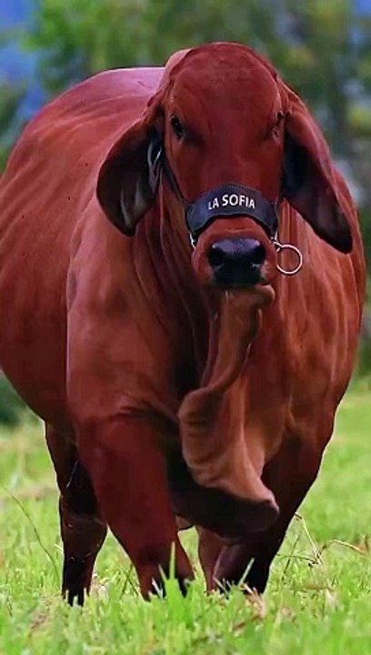 Beautiful animal the Ox