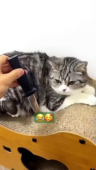 Cat reaction