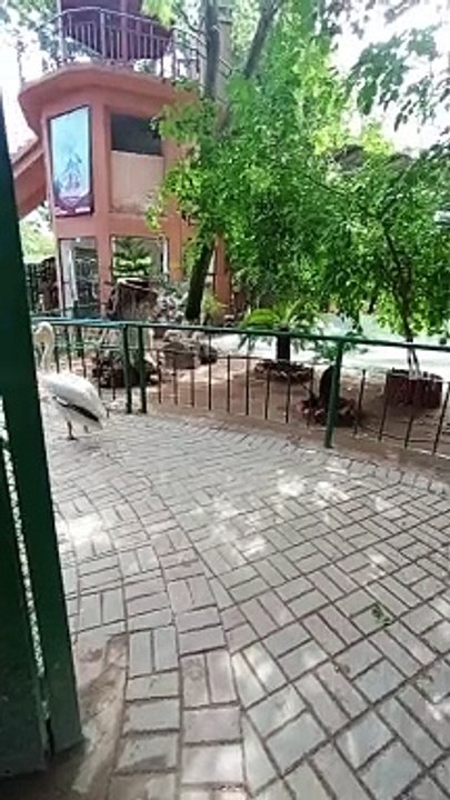 Big birds