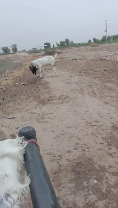 Timu played another game with cock.