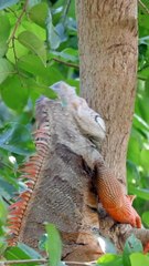 I is for Iguana  Fun ABC Learning for Kids  YouTube Shorts #babynest80  #cocomelon  #chuchutv