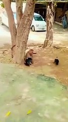 funny video  - Funny video funny dog funny (HD)_1