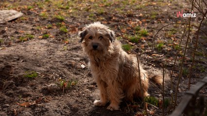 Il voit un chien attaché à un arbre, mais le pire est dans le petit sac qui se trouve à côté