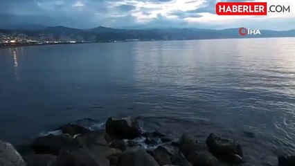 Karadeniz'de Su Samuru Görüntülendi