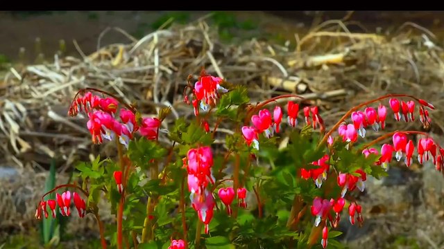 Âm nhạc thư giãn trị liệu với cảnh đẹp nhân gian - Ngẩn ngơ với vẻ đẹp mộc mạc và tinh khiết của những bông hoa dại