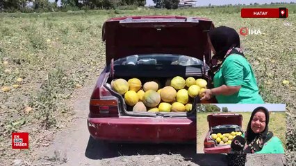 Hataylı çiftçi kavun hasatında son mahsulü depremzedelere dağıttı