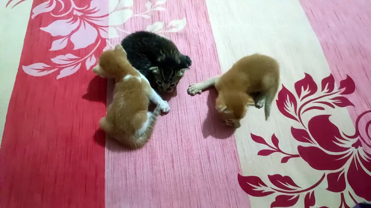 Three kitten.