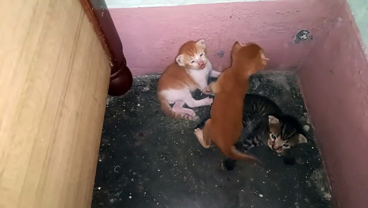 Tree very small kitten playing together.