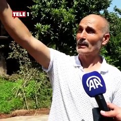 Trabzon'da yürüyen fındık ağacı görenleri şaşırttı! "Biraz korku yaşadık ama atlattık"