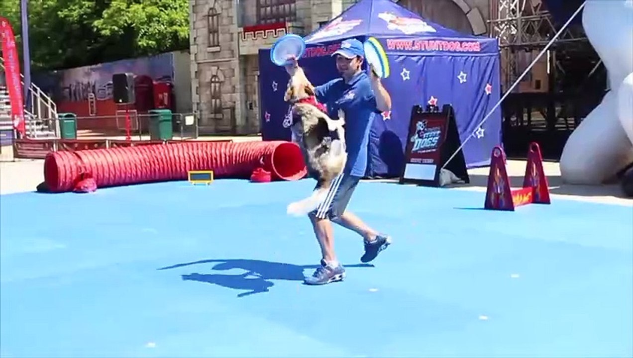 6 Impressive Dog Tricks That Are Easier Than You Think!