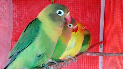 Beautiful Love Bird Vlog # 7 19-03-2023  Lovebird