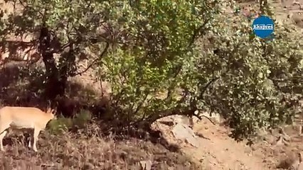 Yola inen dağ keçileri ilgi odağı oldu