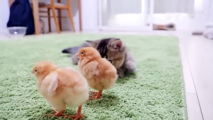 Kitten Kiki greets a tiny chicks for the first time