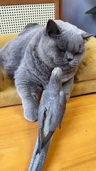 British Shorthair and Parrot Enjoy Friendly Moments with a Cute Fight