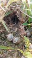 Quail Bird Feeding Her Chicks in the Nest