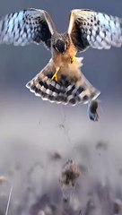 Hawk Catches a Nutria Rat and Drops It from the Sky