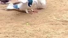 Pigeon doing a summersault