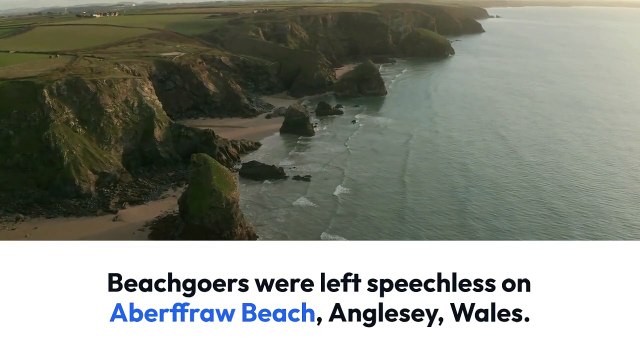 Shocking Beach Discovery: Thousands of Spider Crabs Wash Ashore in Wales!