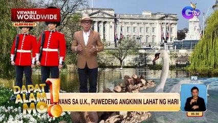 Mute swans sa United Kingdom, puwedeng angkinin ng hari | Dapat Alam Mo!