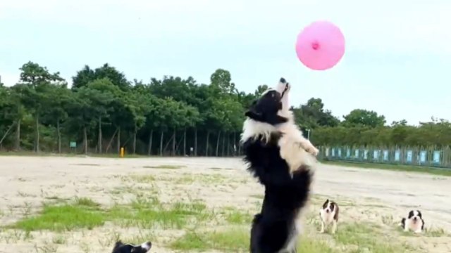 Delightful video of pups using their heads to keep balloon up in the air *Full of Energy and Fun!*