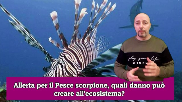 Allerta per il Pesce scorpione, quali danno può creare all'ecosistema