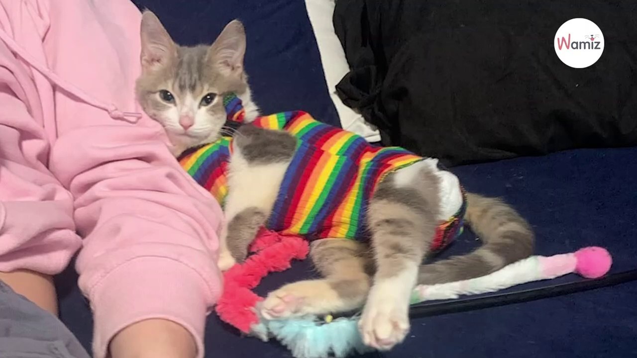 Niedlichstes Katzenbaby der Welt hat ein zuckersüßes Geheimnis