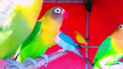 Beautiful Love Bird Vlog # 8 20-03-2023