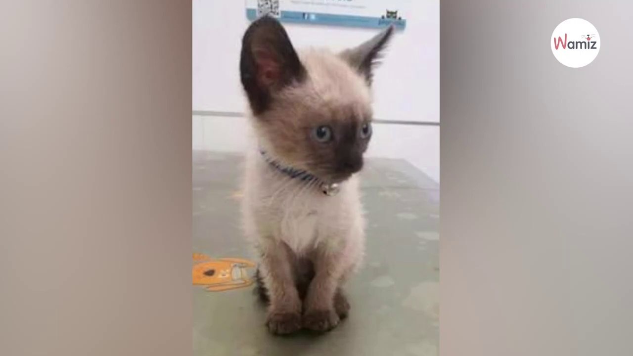 Kätzchen soll eingeschläfert werden: Die Begründung ist ein WITZ!